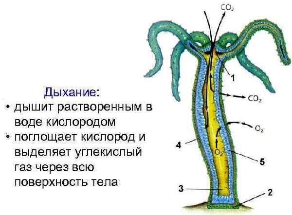 Кракен сайт тор ссылка