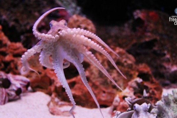 Как найти kraken